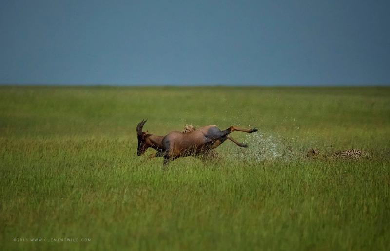 Guépard mettant à terre une antilope dans les hautes herbes