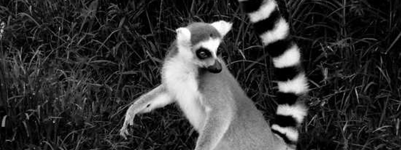 David's Madagascar Diary - Andisabe & Mantiba