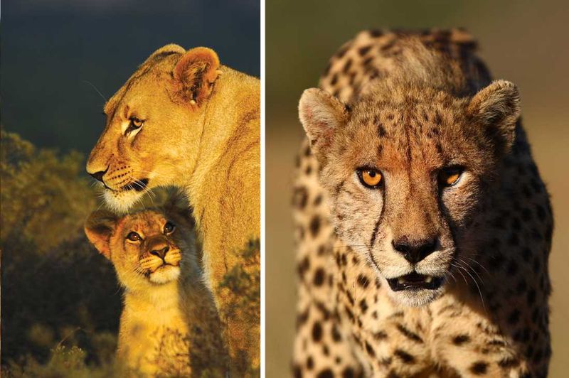 The Big Cats at Shamwari