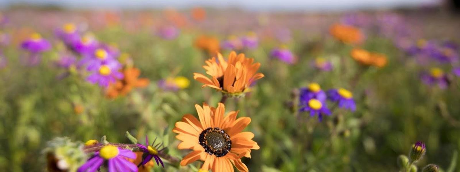 7 Wild Flowers For Your Checklist | Flower Season