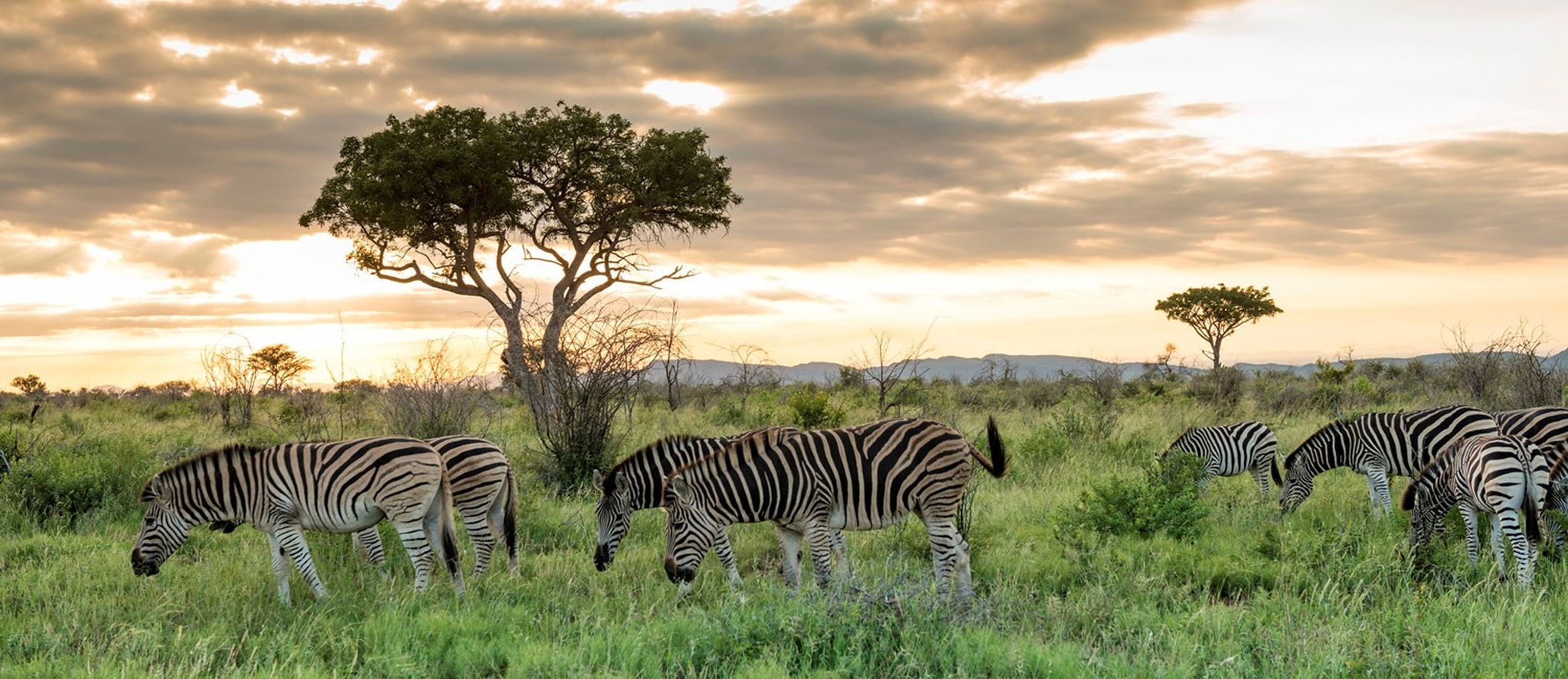 Alles, was Sie übers Madikwe Game Reserve wissen müssen