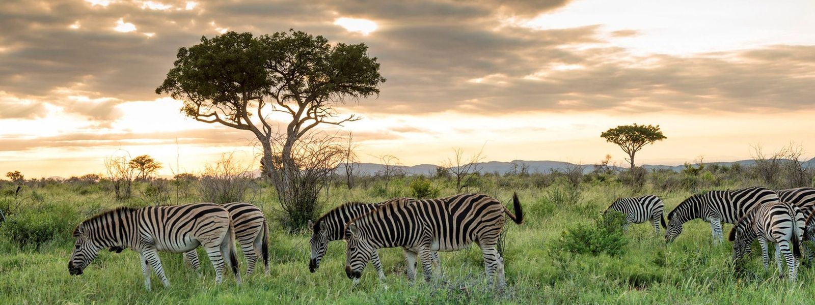 Alles, was Sie übers Madikwe Game Reserve wissen müssen