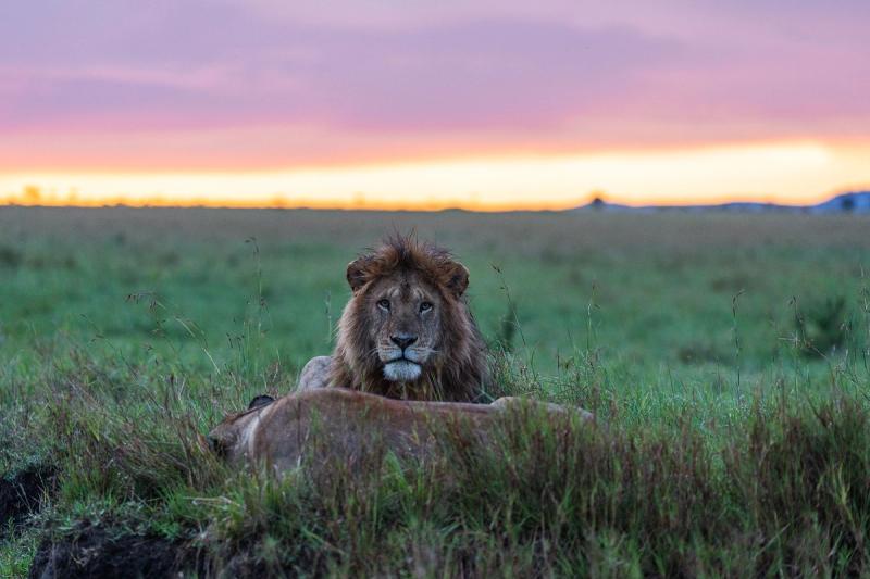 Los leones son los felinos más ruidosos y se pueden escuchar a una distancia de hasta ocho kilómetros
