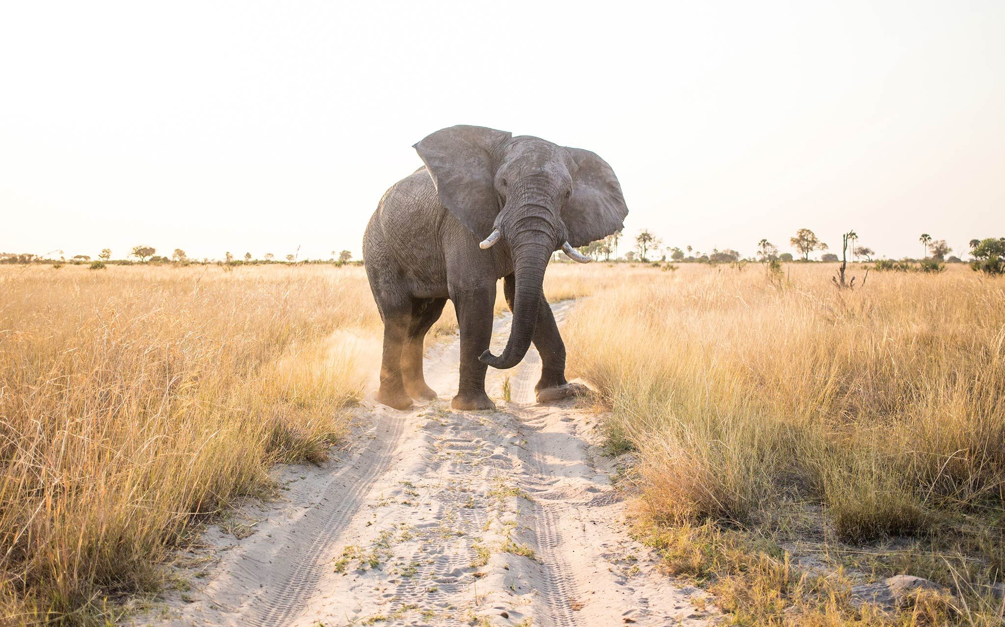 Pourquoi le Botswana Devrait Figurer sur Votre Liste de Souhaits