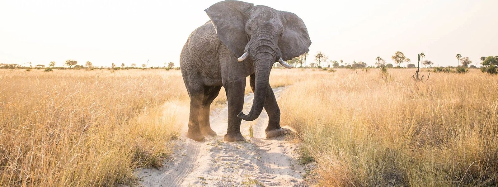 Pourquoi le Botswana Devrait Figurer sur Votre Liste de Souhaits