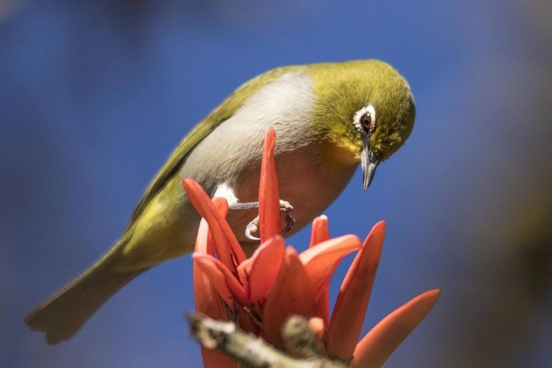Un œil blanc du Cap sirotant le nectar d'une fleur de fynbos
