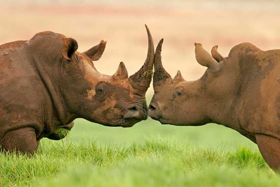 Responsible Rhino Africa in the Spotlight