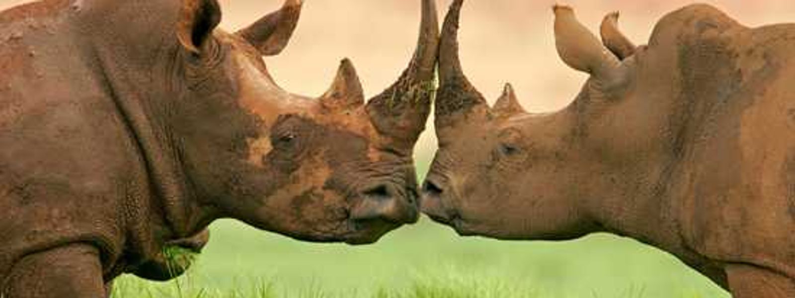 Responsible Rhino Africa in the Spotlight