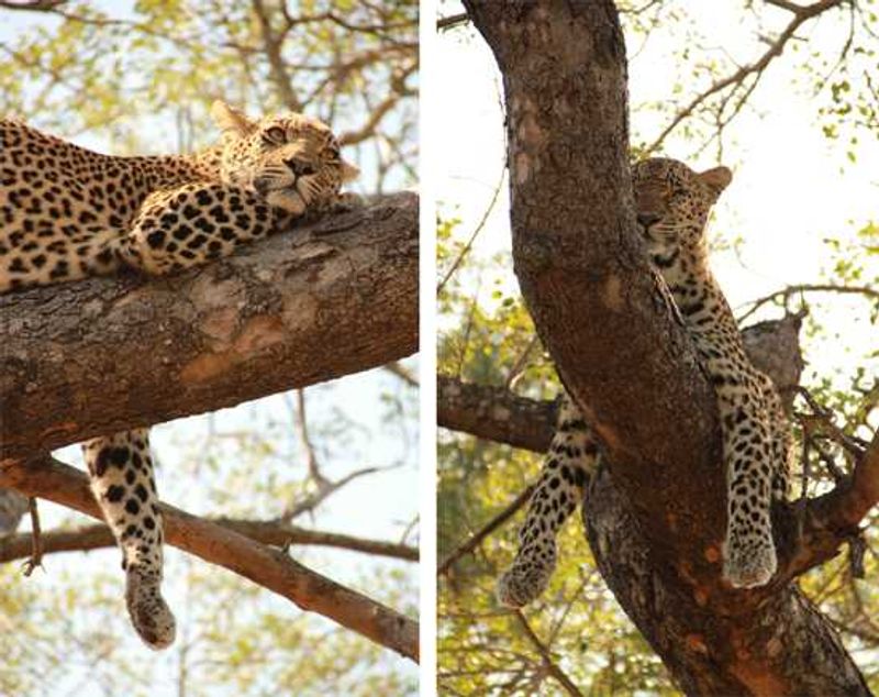 Lazy Leopard