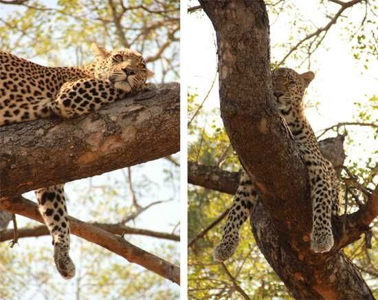 Lazy Leopard