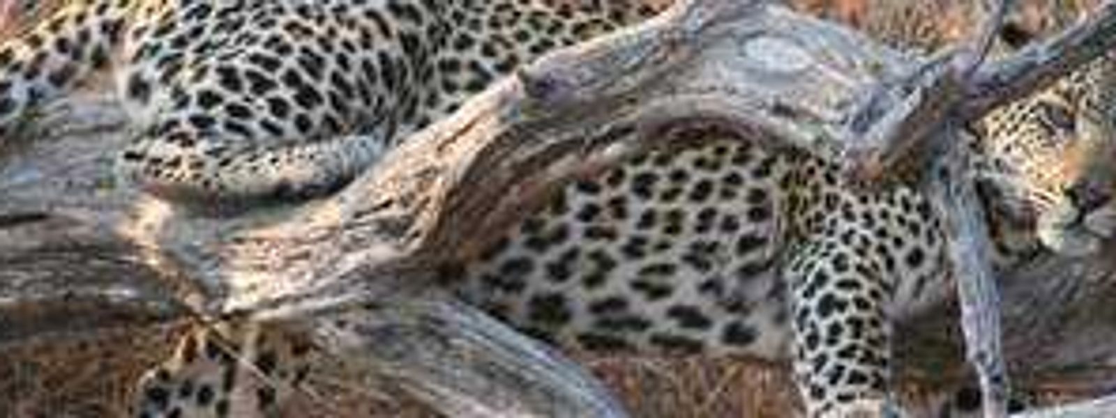 Londolozi - Protector of all living things...