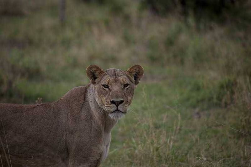 The lions of Zarafa