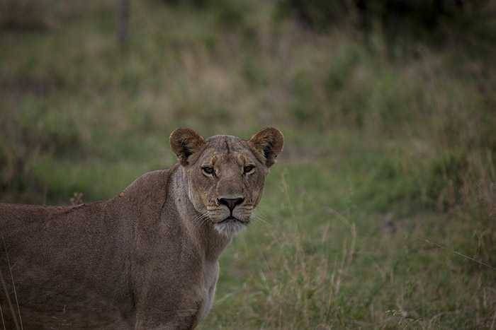 The lions of Zarafa