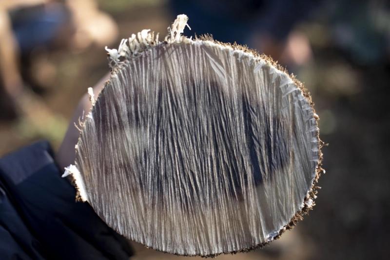 Close-up of a rhino horn
