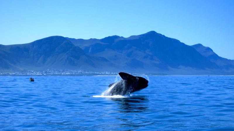 Saut de baleine dans la baie de Walker Bay à Hermanus.