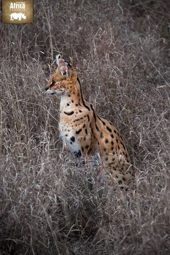 An elusive and beautiful Serval