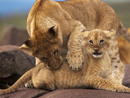 The Kenya Headliner: Mara, Migration & Mombasa Tour