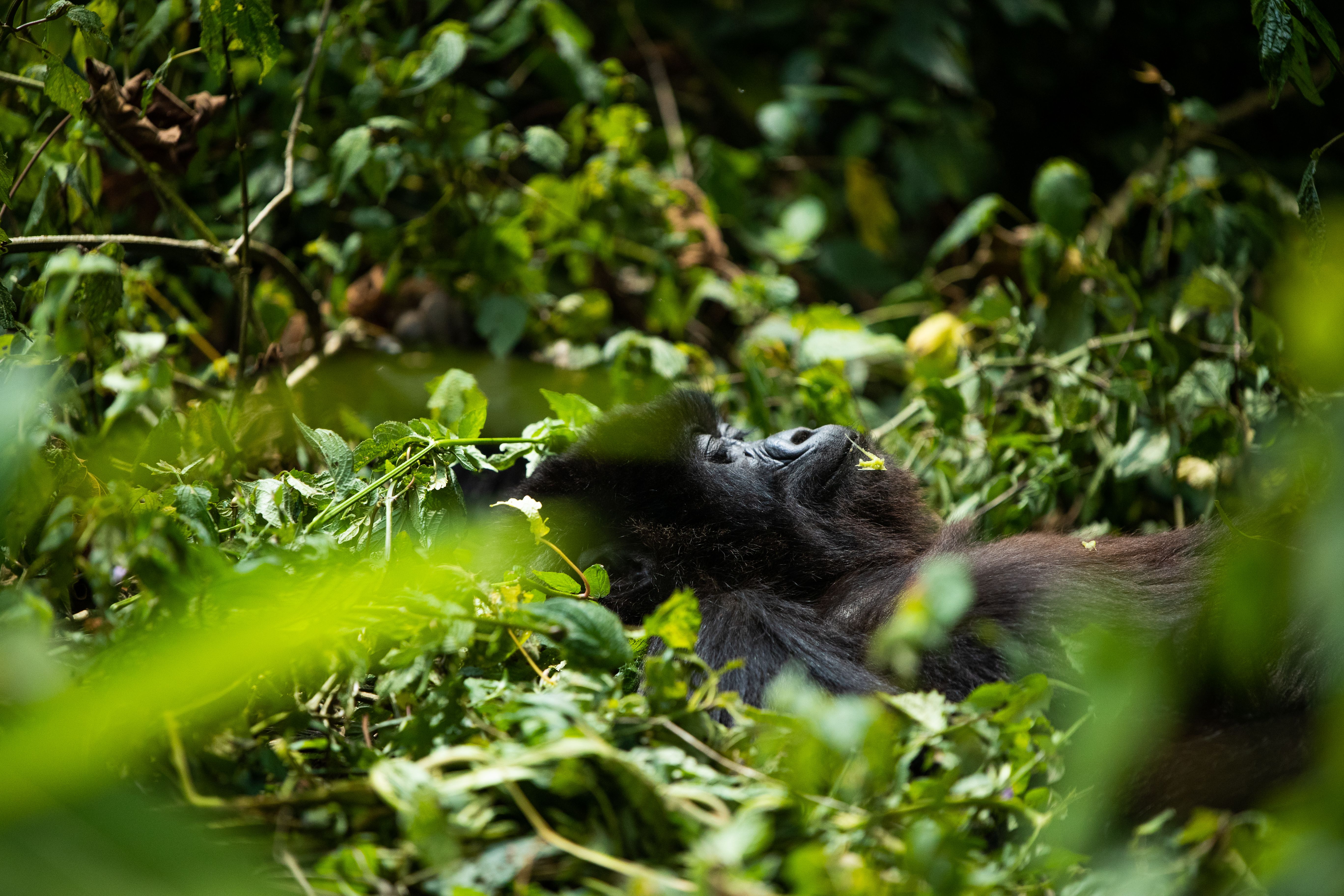 Das Gorilla-Trekking-Abenteuer meines Lebens