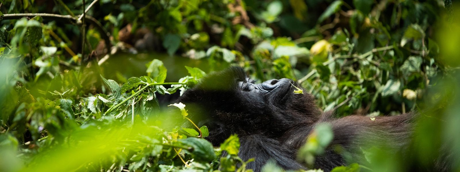 Das Gorilla-Trekking-Abenteuer meines Lebens