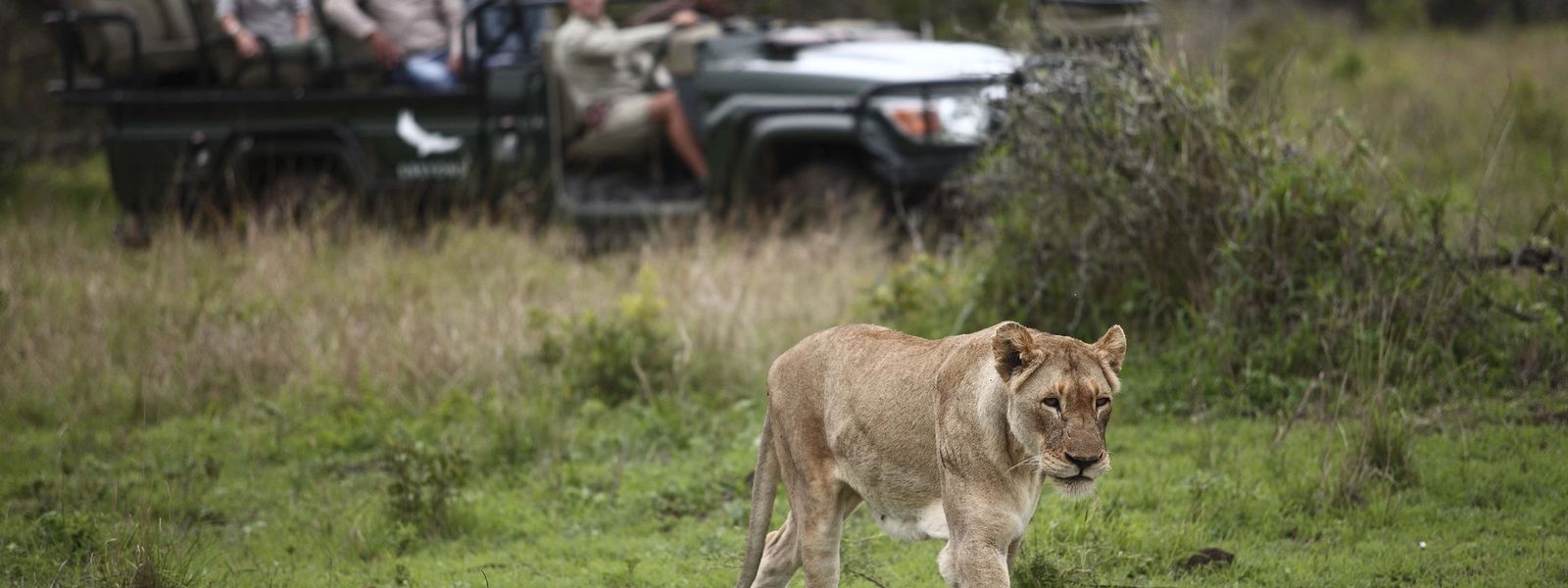 Wie unterscheiden sich Safaris in KwaZulu-Natal und im Krüger?