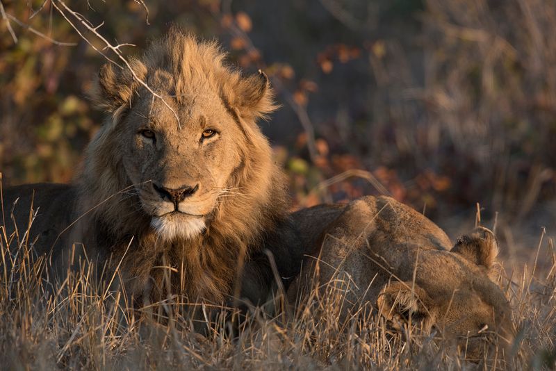 Male Lion in Zimbabwe