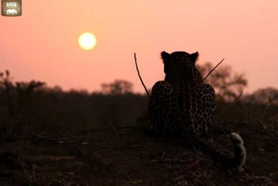 Seems we aren't the only ones who enjoy a good sunset