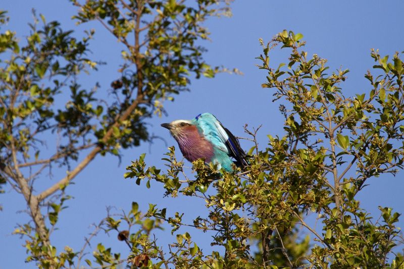 Rolo de peito lilás no Parque Nacional Kruger - melhor época para visitar o Parque Nacional Kruger