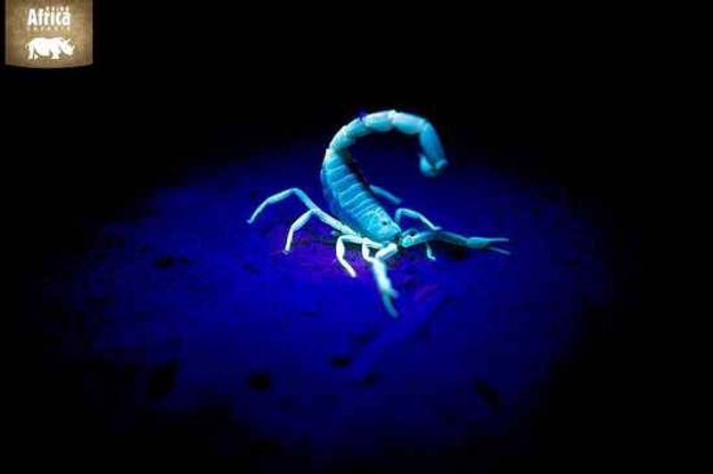 Did you know scorpions glow in UV light