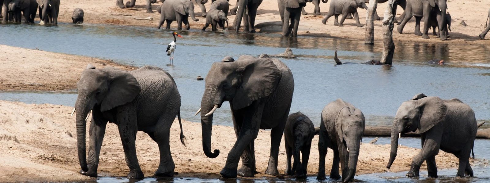 Um típico dia de safári africano