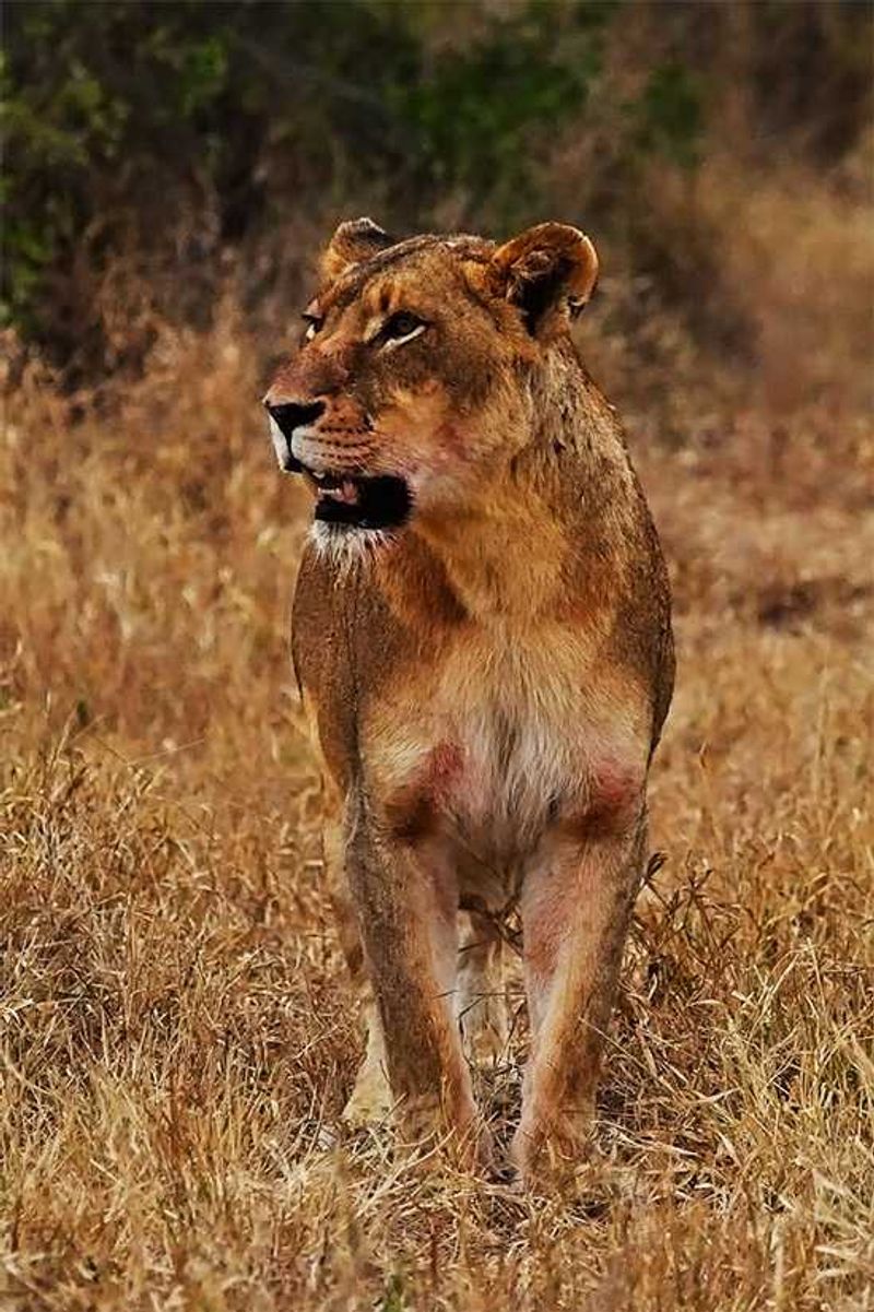 Photograph by Tally Smith | Londolozi