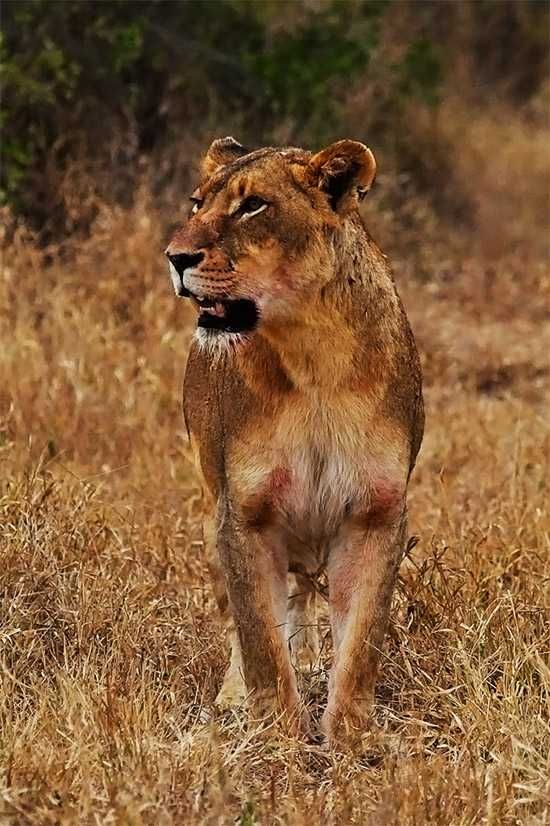 Photograph by Tally Smith | Londolozi
