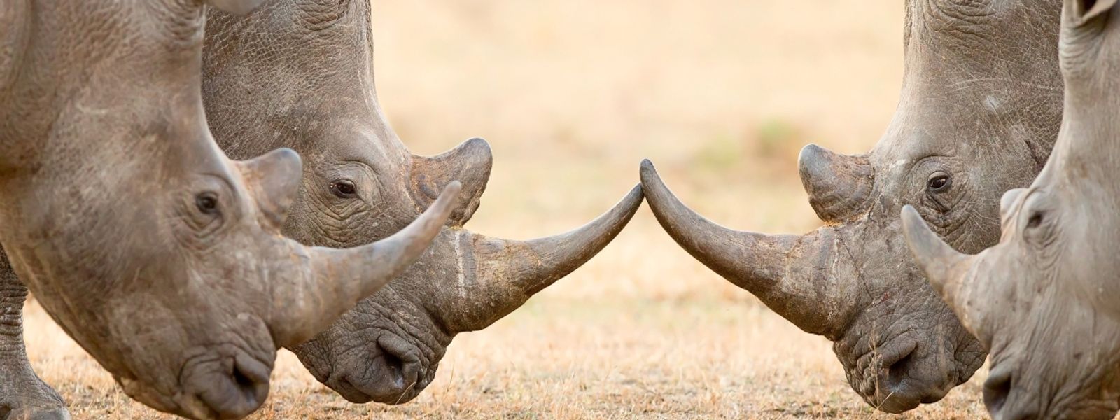 Die Rhino-Renaissance: Ein neues Kapitel für Afrikas Nashörner