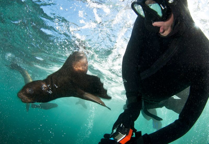Snorkeling with seals