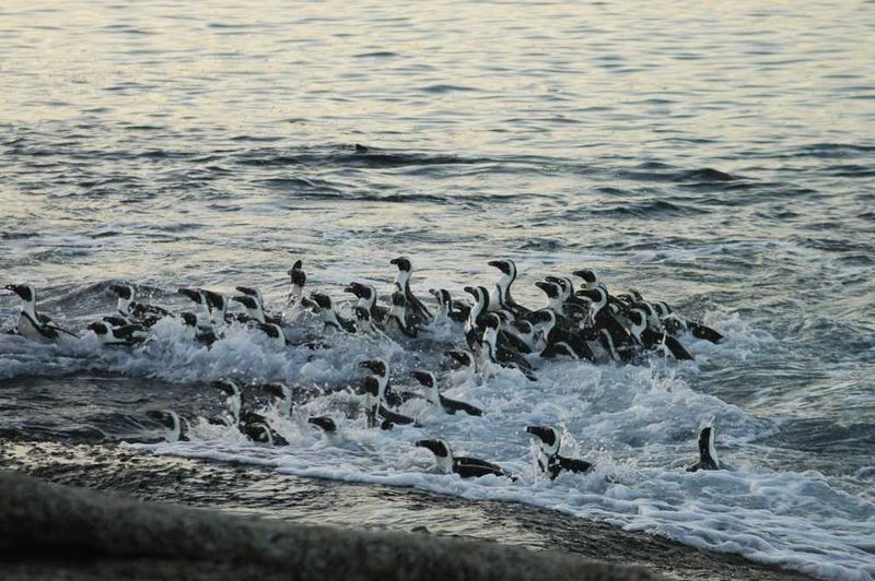 Penguins coming in for landing