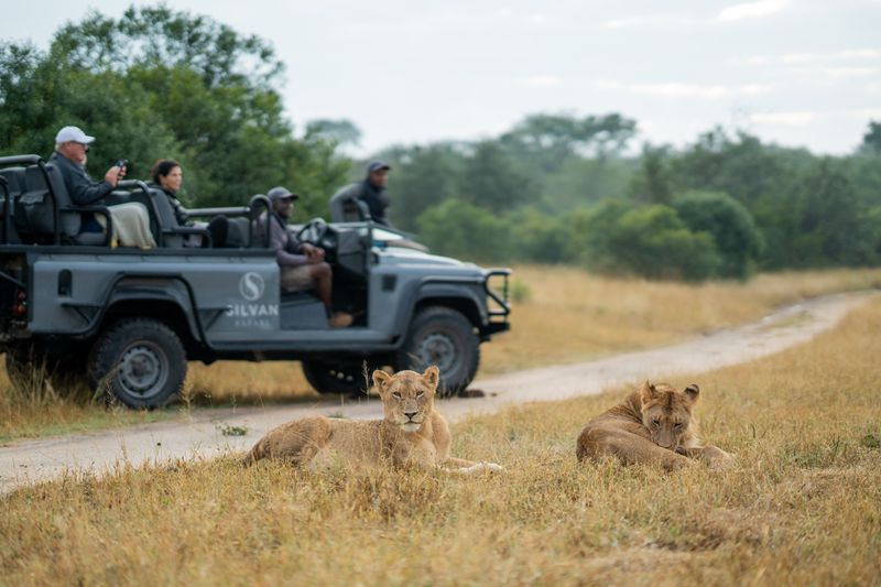 Löwen - eine wundervolle Sichtung in einem privaten Reservat im Krüger Nationalpark