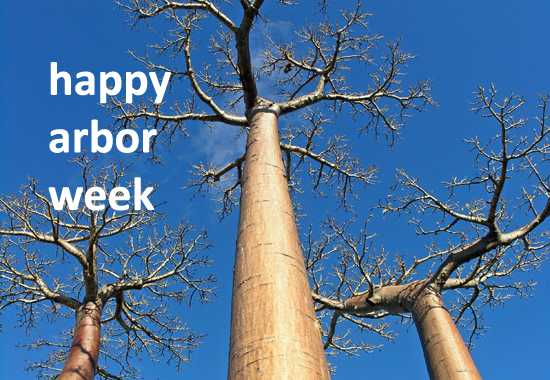 It's Arbor Week