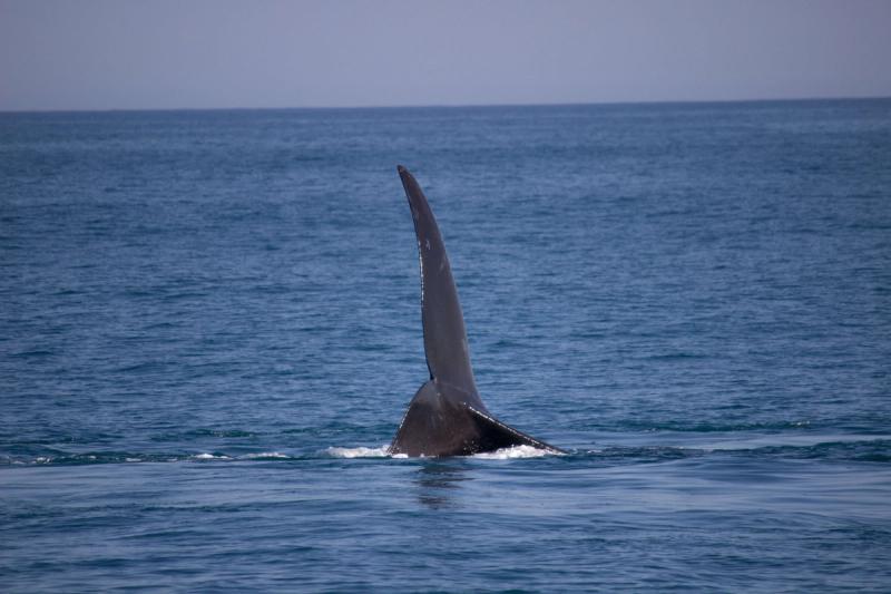Baleine franche australe montrant sa queue dans la baie d'Hermanus