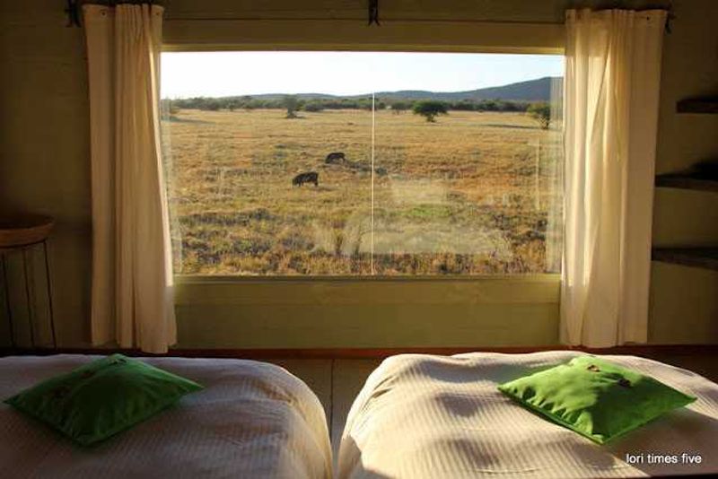 "Okonjima - home of the Africat Foundation. Set amid the rolling Omboroko mountains, this protected 20,000 hectare wilderness is a place chuck has wanted to return to for 17 years."