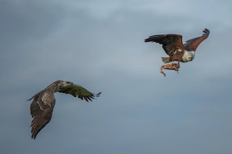 Adler mit Beute flieht vor einem anderen Greifvogel
