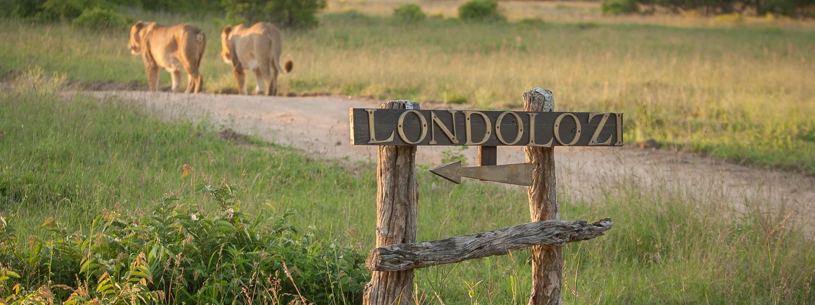 Why Londolozi Matters