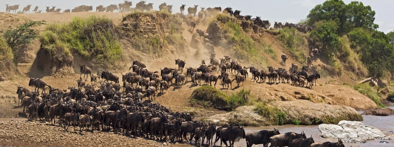 Curiosidades sobre "A Grande Migração dos Gnus"