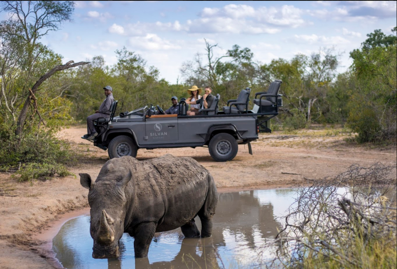 Spektakuläre Nashorn-Sichtung im Sabi Sand Game Reserve