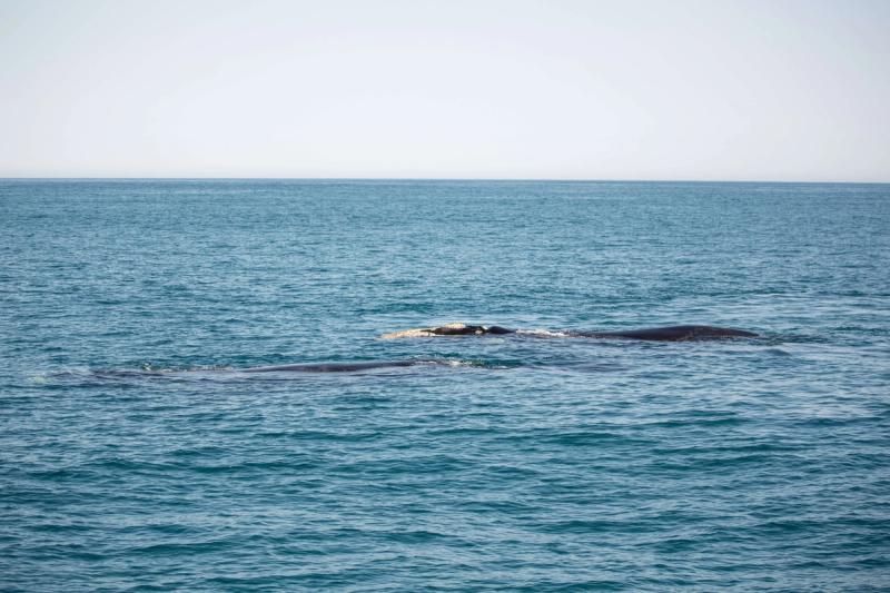 Southern rights whales breed in South African waters for 5 months each year