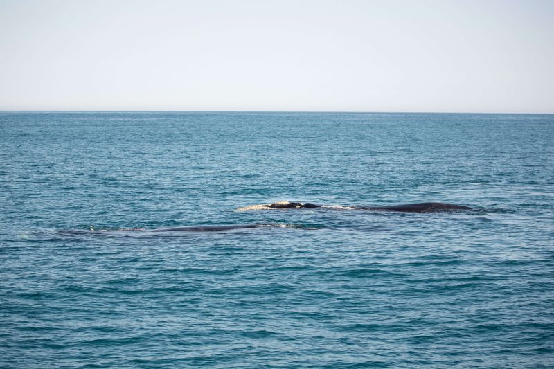 Southern rights whales breed in South African waters for 5 months each year