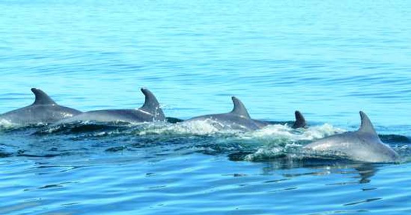 Watch these beautiful creatures swimmingly in their habitat