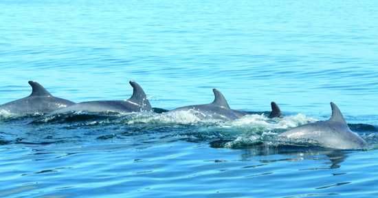 Watch these beautiful creatures swimmingly in their habitat