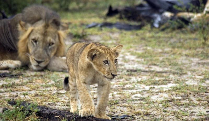 Löwen im Ruaha Nationalpark, ein Safari-Highlight in Tansania