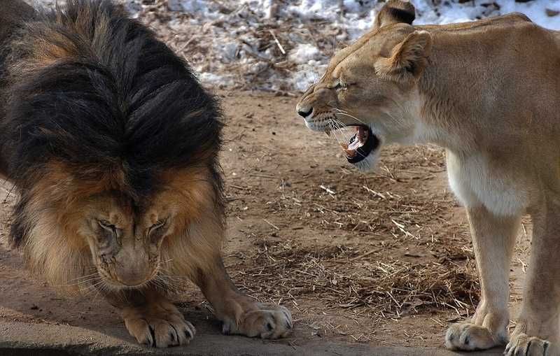 The lion's share of female power!