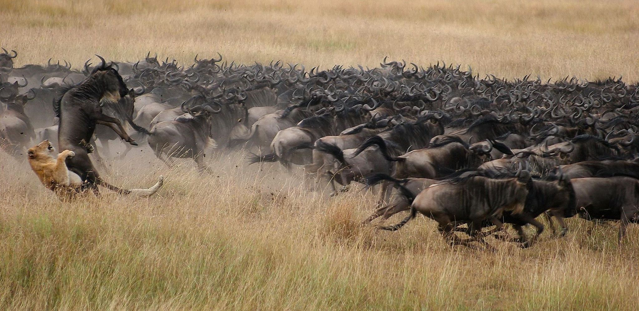 Expert Advice on How to See the Great Wildebeest Migration