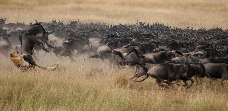 Mara Plains Migration Wildebeest Hunting Lion